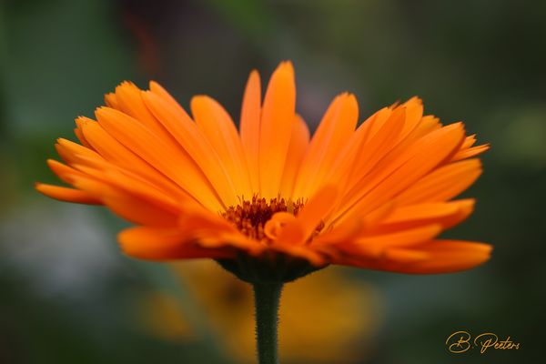 leuchtende Schönheit