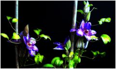 Leuchtende Schönheit Clematis / Beauté lumineuse Clematis