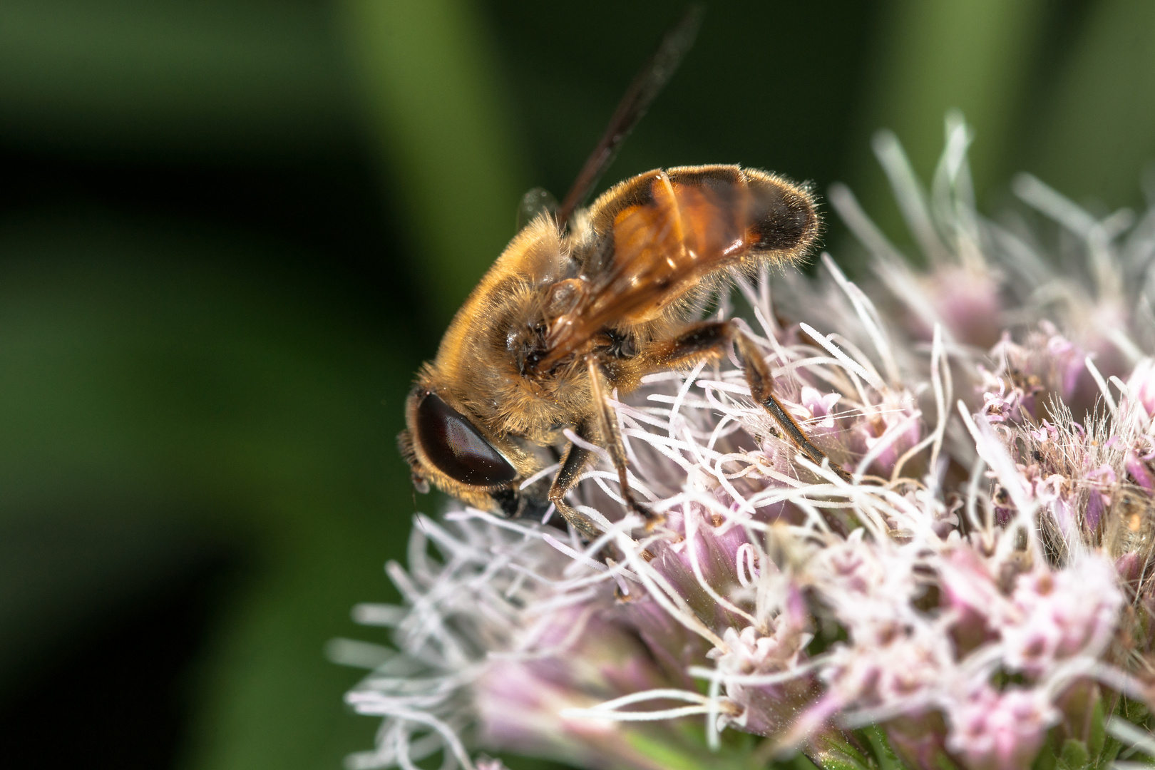 Leuchtende Schwebfliege 