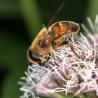 Leuchtende Schwebfliege 