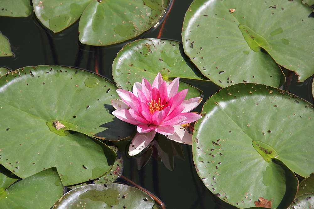 leuchtende Seerose