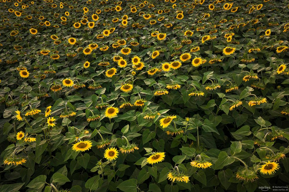 Leuchtende Sonneblumen