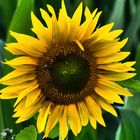 leuchtende Sonnenblume