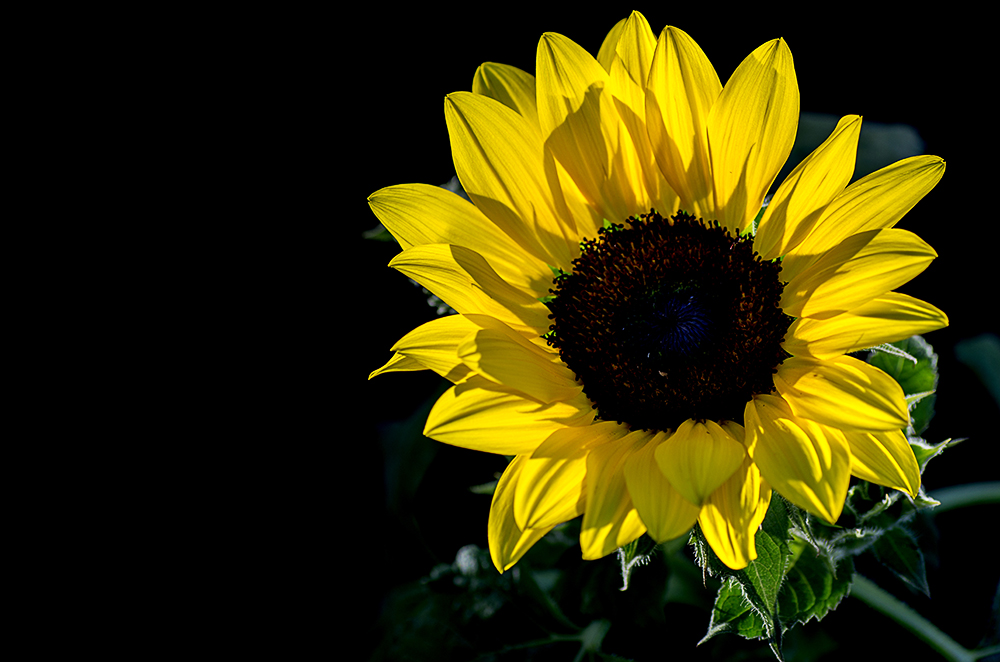 leuchtende Sonnenblume