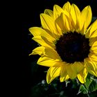 leuchtende Sonnenblume