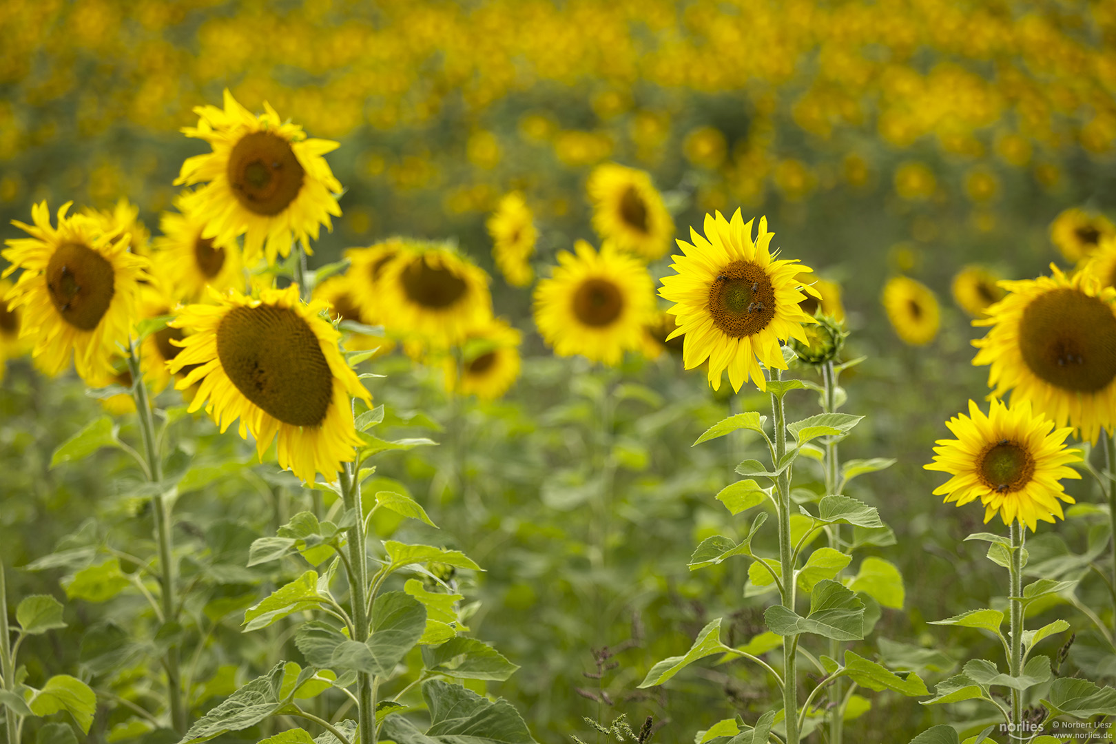 Leuchtende Sonnenblumen