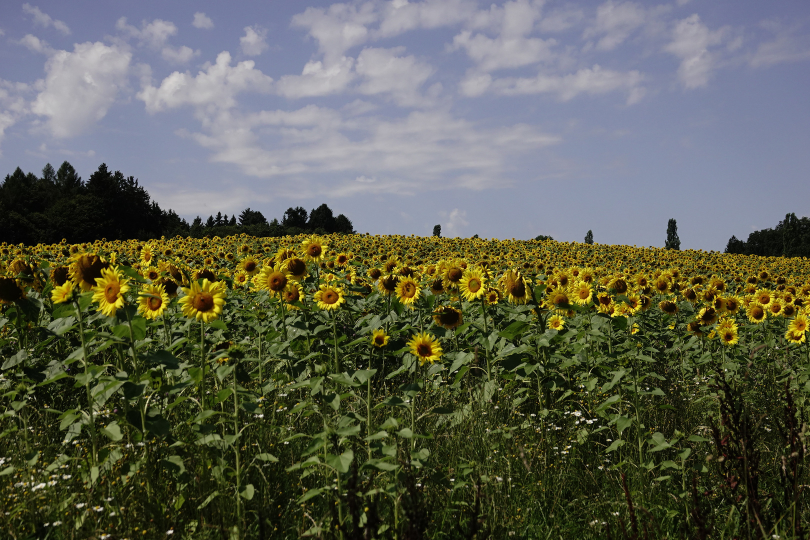 Leuchtende Sonnenblumen