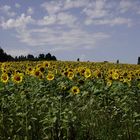 Leuchtende Sonnenblumen