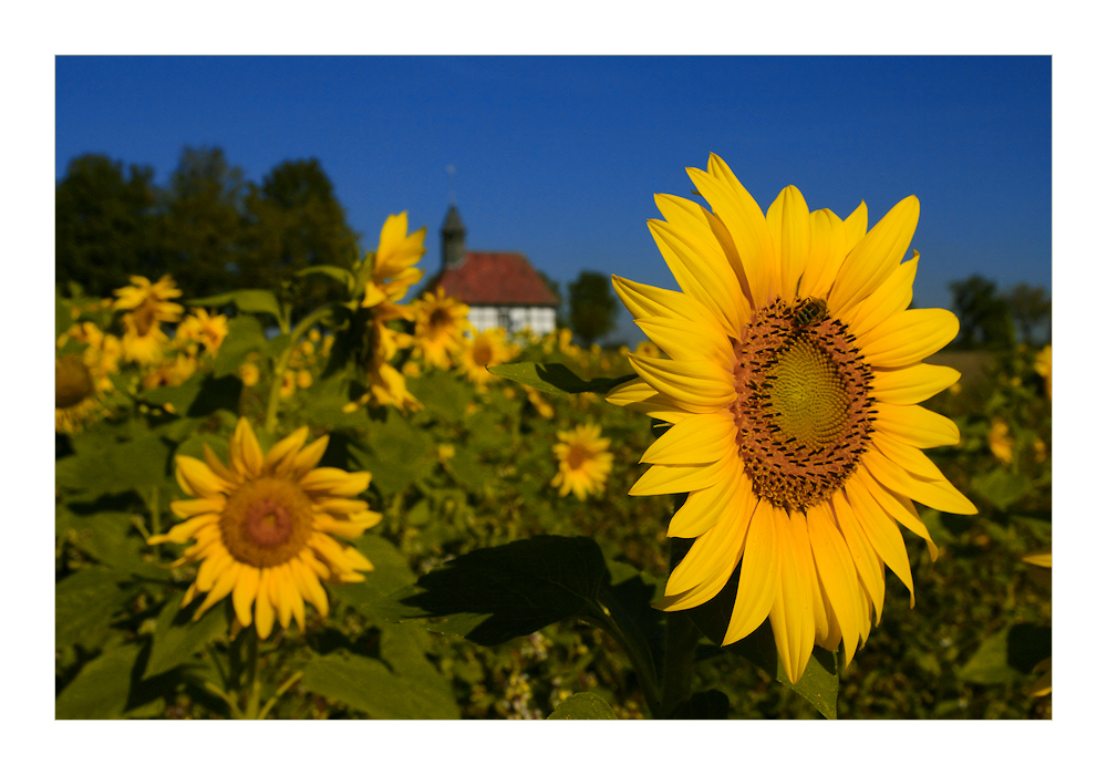 Leuchtende Sonnenblumen.....