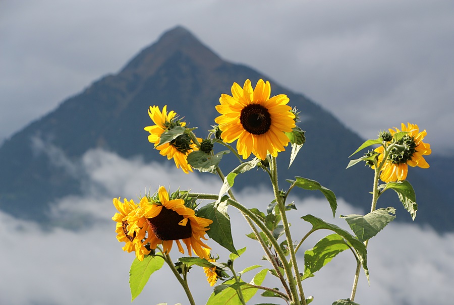 Leuchtende Sonnenblumen