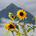 Leuchtende Sonnenblumen