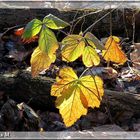 Leuchtende Stunden  (mit Gedicht)