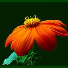 Leuchtende Tithonia ...