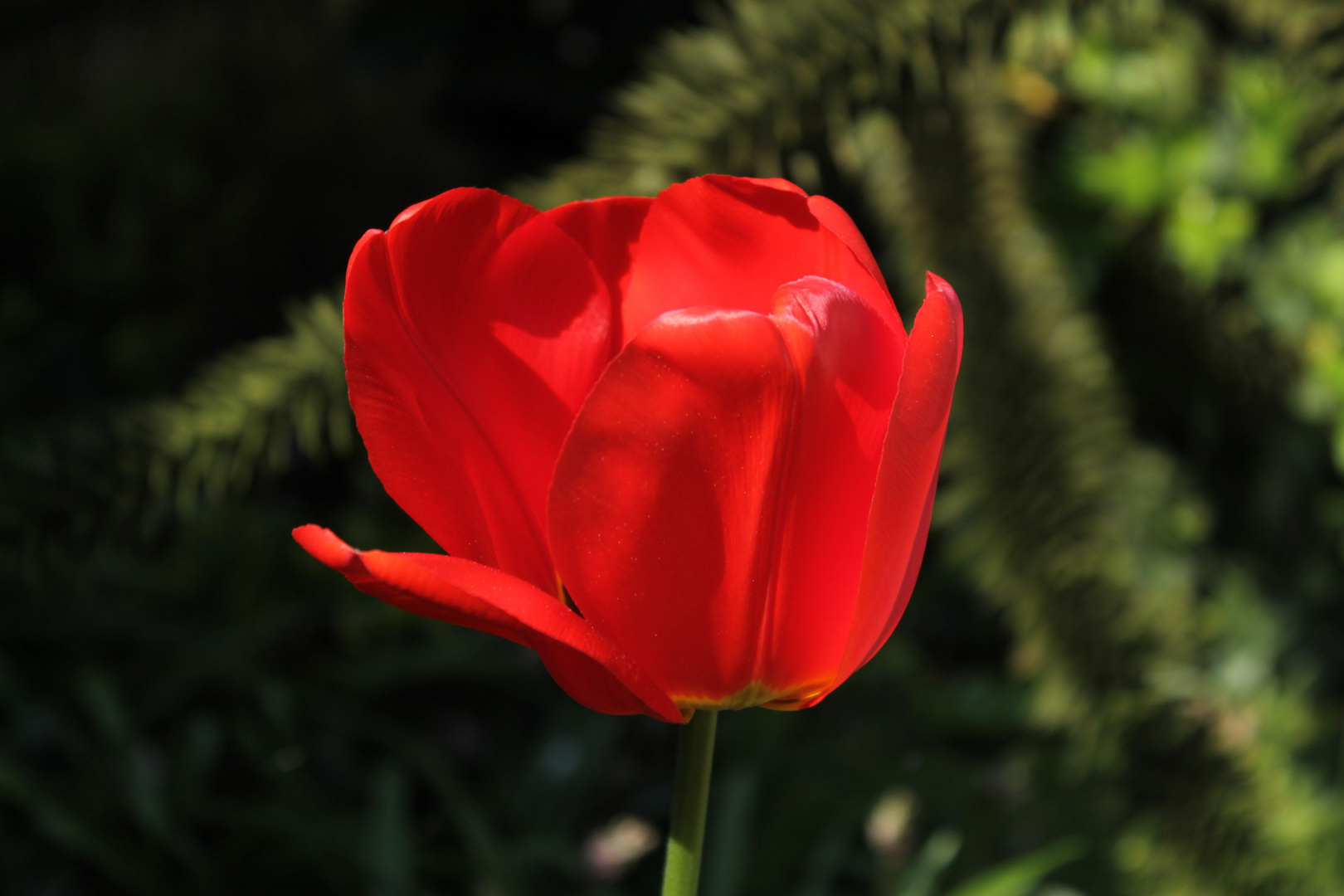 leuchtende Tulpe