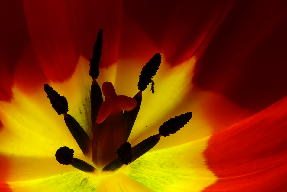 Leuchtende Tulpe