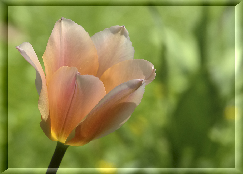 leuchtende Tulpe