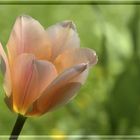 leuchtende Tulpe