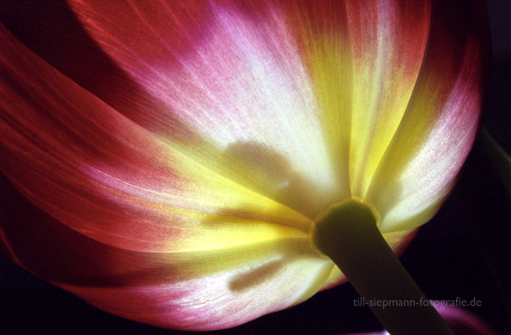 Leuchtende Tulpe