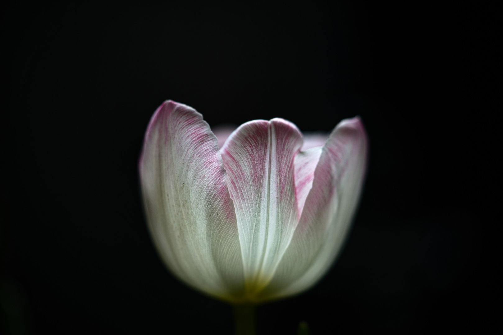 Leuchtende Tulpen 1