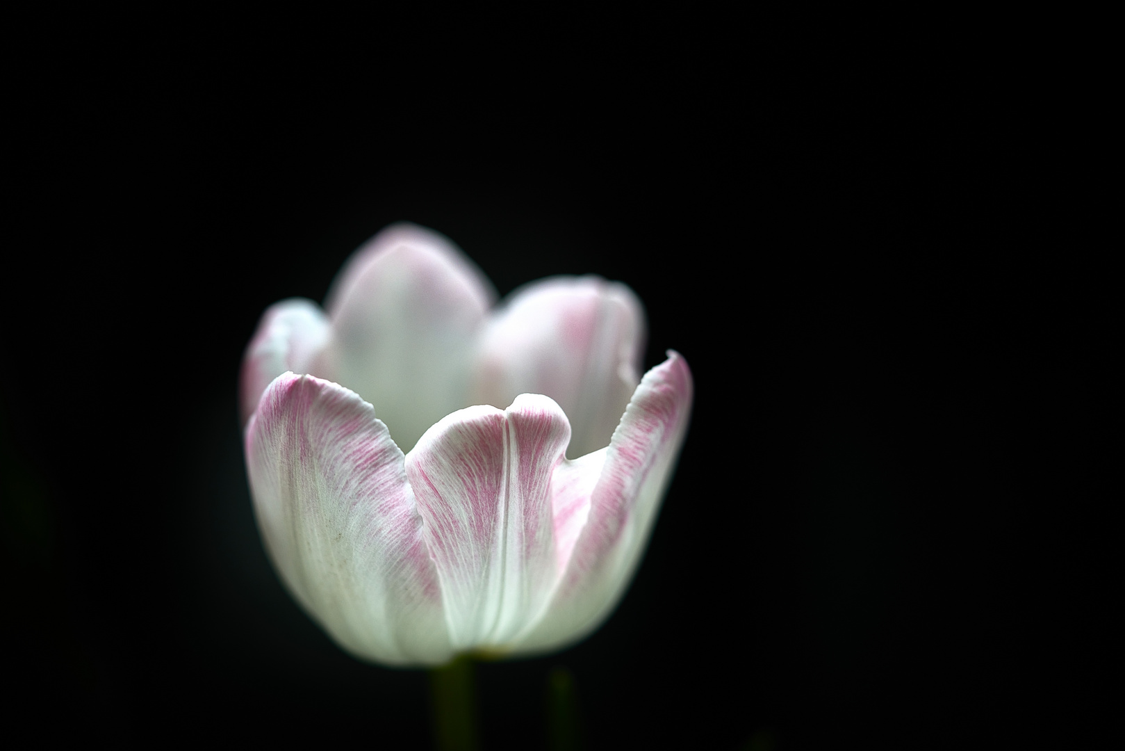 Leuchtende Tulpen 2