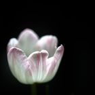 Leuchtende Tulpen 2