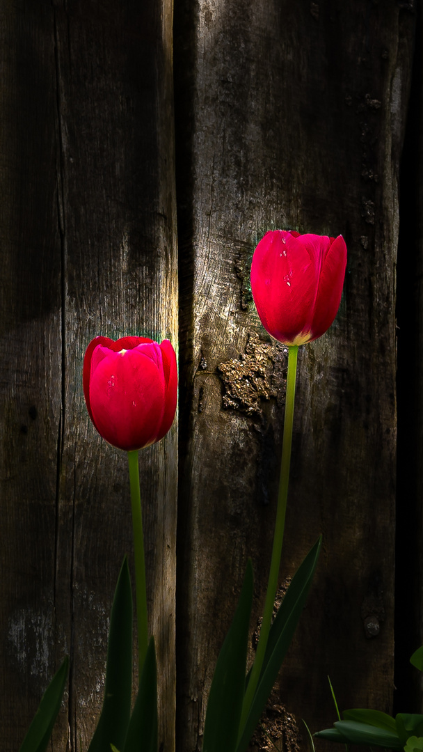 leuchtende Tulpen