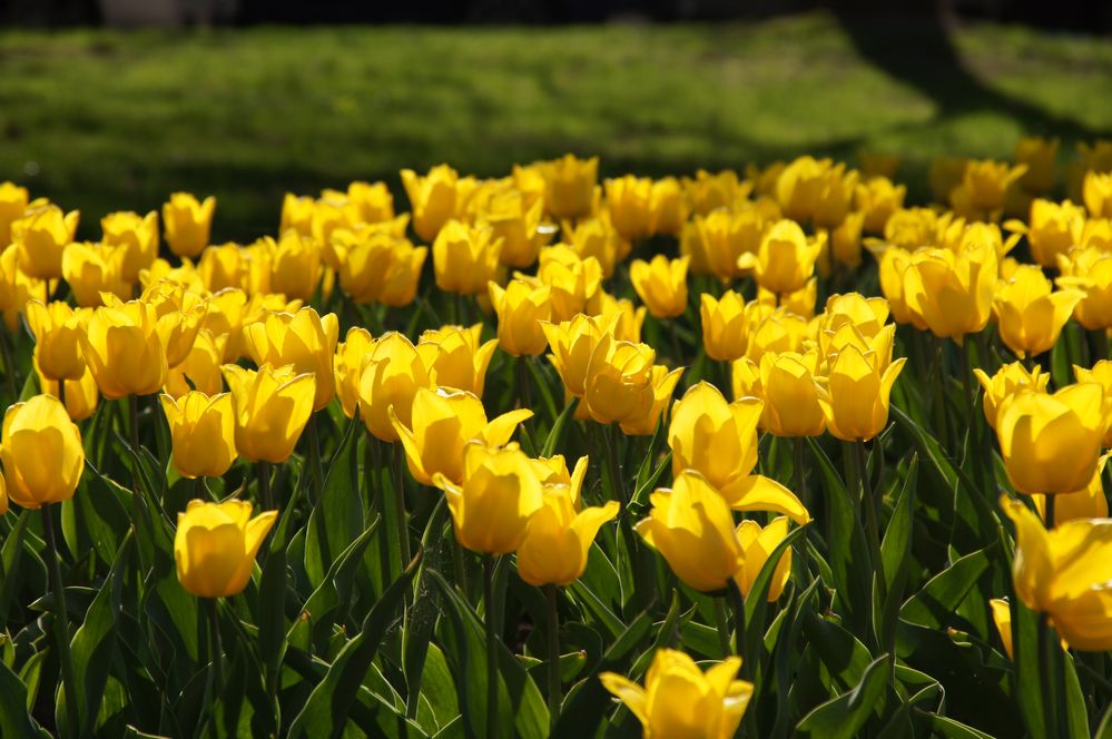 Leuchtende Tulpen