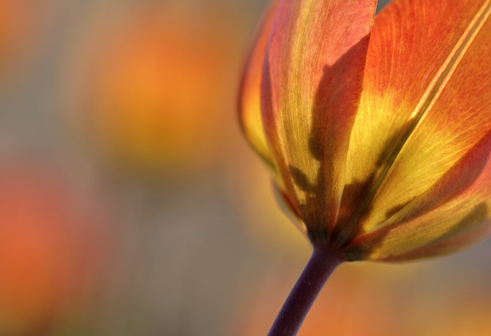 leuchtende Tulpen