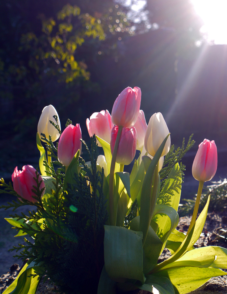 Leuchtende Tulpen