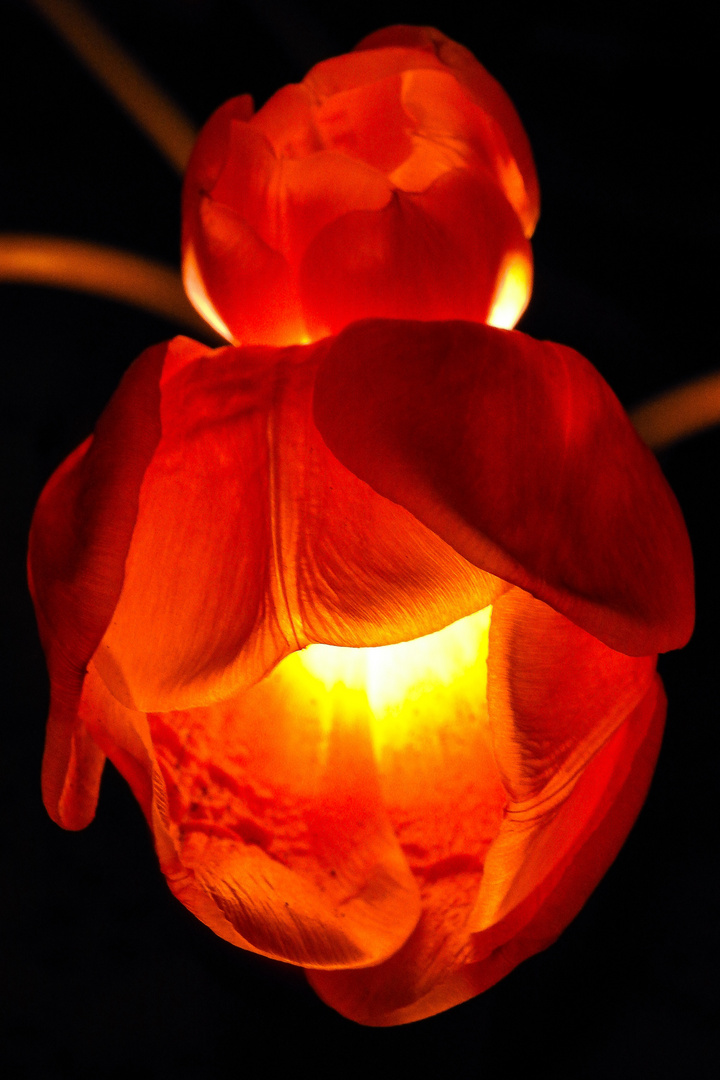 Leuchtende Tulpen