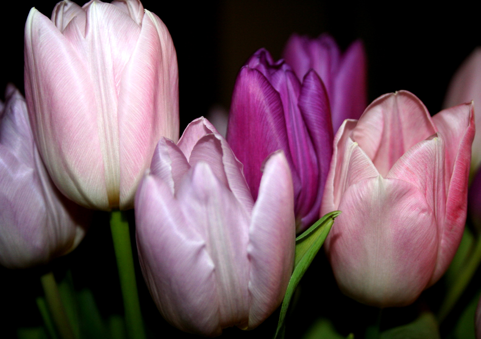 Leuchtende Tulpen