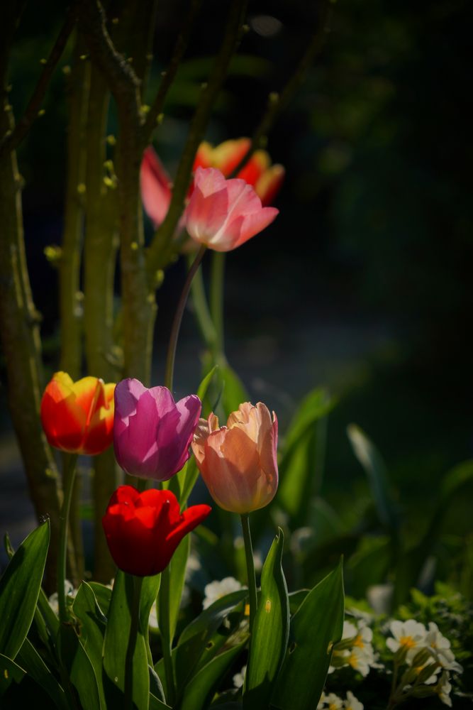 Leuchtende Tulpen