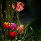 Leuchtende Tulpen
