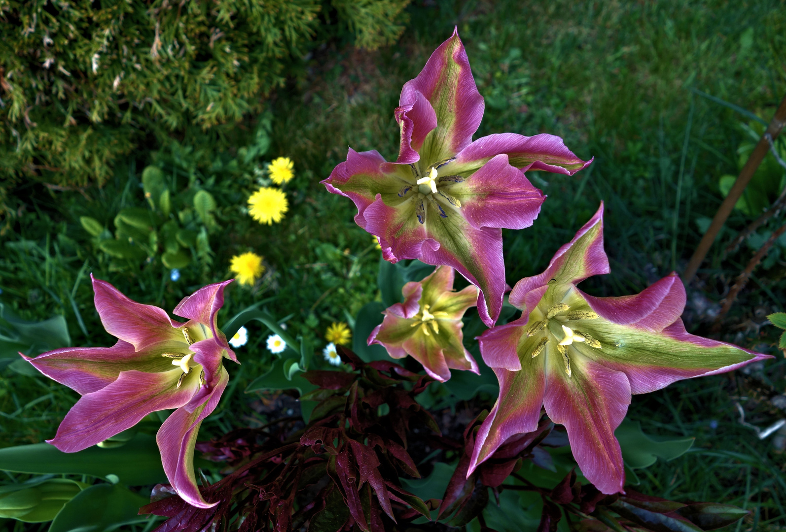 leuchtende tulpen