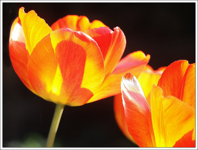 leuchtende Tulpen im Garten