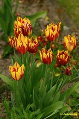 leuchtende Tulpen im Schrebergarten (2)