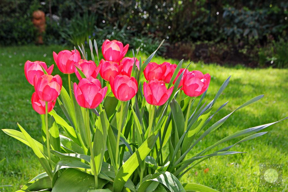 Leuchtende Tulpen in der Frühlingssonne