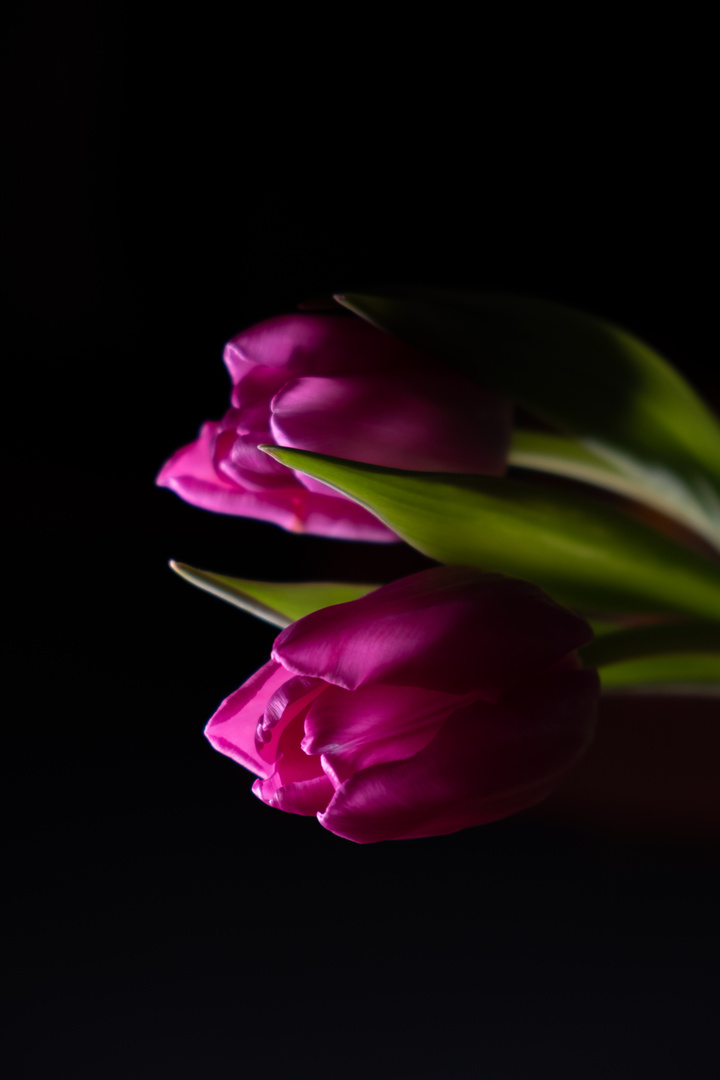 Leuchtende Tulpen in der Nacht
