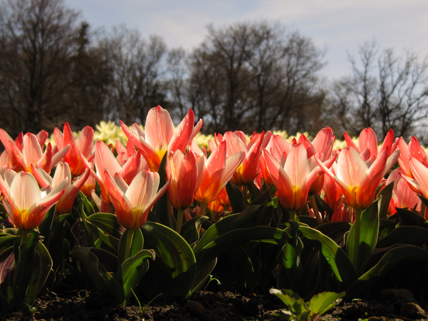 leuchtende Tulpenblüten - allen ein sonniges WE! :)