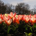 leuchtende Tulpenblüten - allen ein sonniges WE! :)