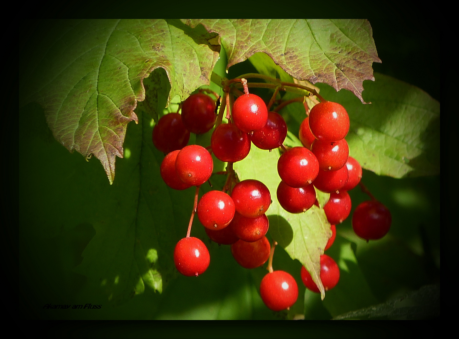 Leuchtende Vogelbeeren