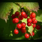 Leuchtende Vogelbeeren