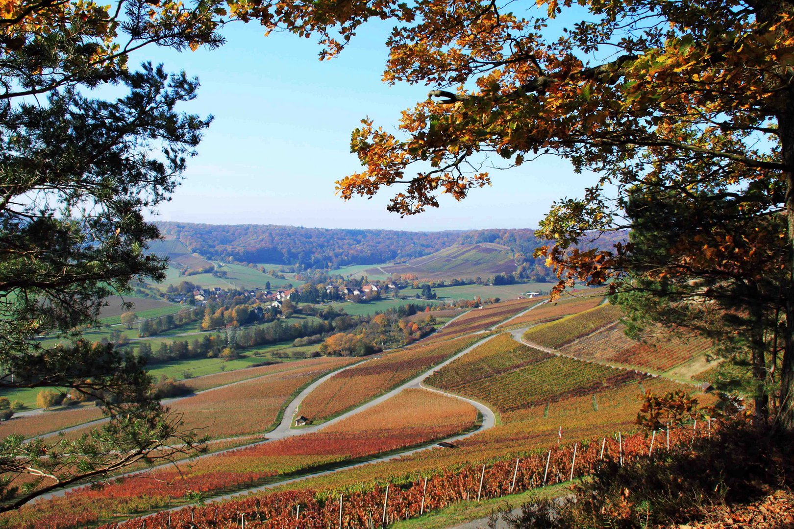 Leuchtende Weinberge