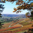 Leuchtende Weinberge