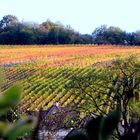 Leuchtende Weinberge