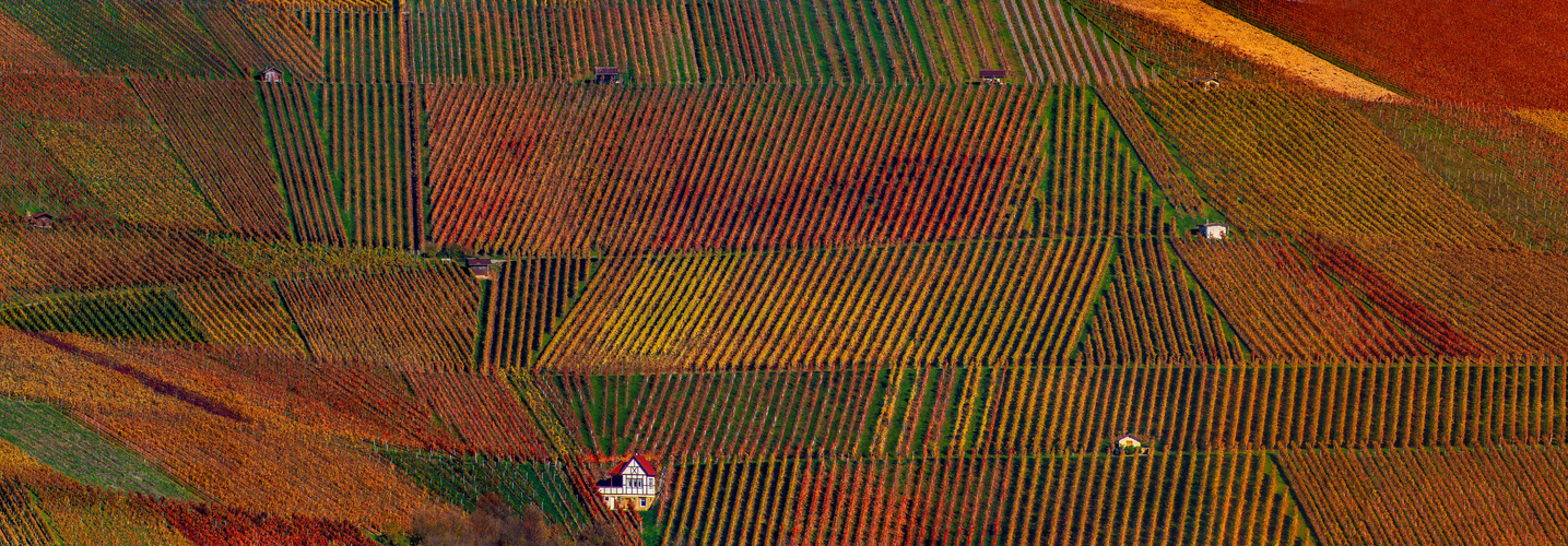 Leuchtende Weinberge