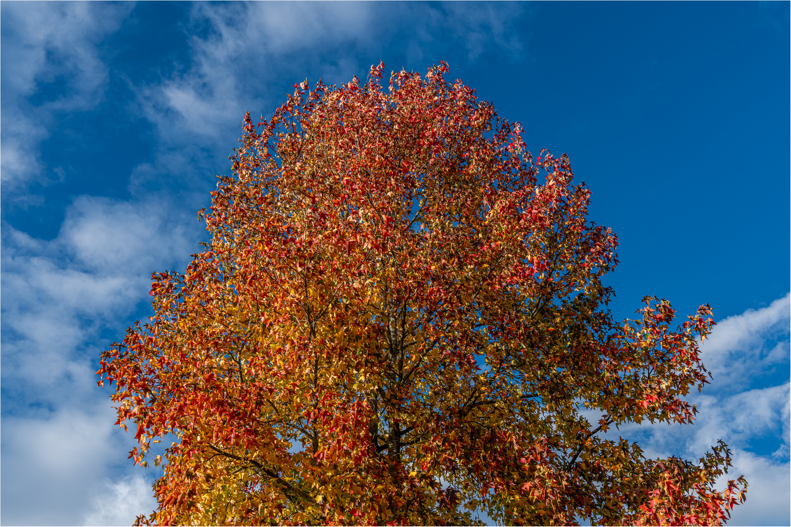 LEUCHTENDER BAUM