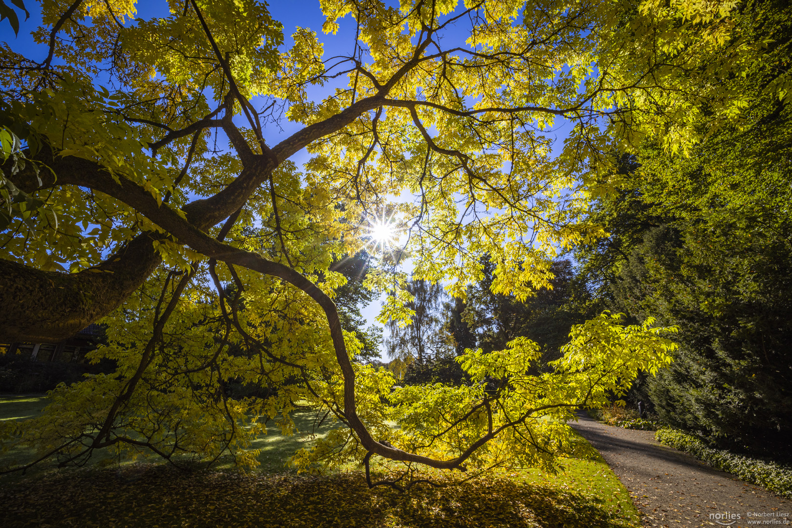 Leuchtender Baum