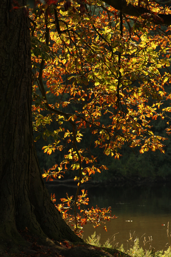 Leuchtender Baum an der Roseninsel