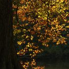 Leuchtender Baum an der Roseninsel